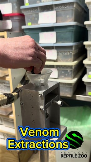 Banded krait venom extractions #venomouscreatures #reptiles #snakevenom