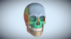 Artist Sculpted Skull Reference on Cubebrush.co