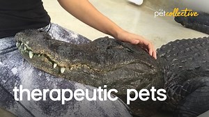 The Greatest Therapy Pets - 1Funny.com