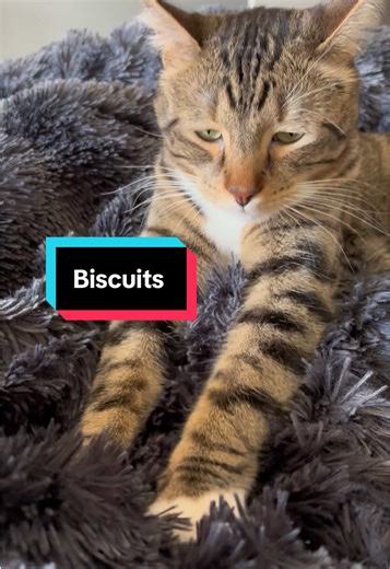 Socks is the best biscuit chef around 😻#TikTokCreatorSearchInsightsIncentive #greytabby #catsoftiktok #cutecats #kittenlove