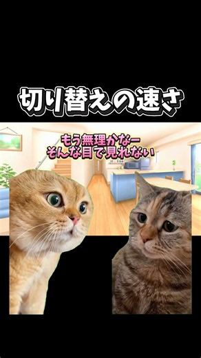 【猫ミーム】切り替えの速さ