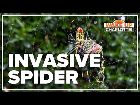 Georgia's invasive Joro spiders could spread along the East Coast, expert says