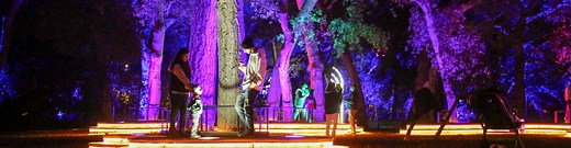 Enchanted Forest of Light