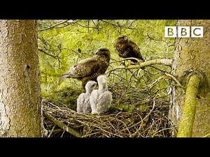 Live Springwatch: Day 5 🌦 2021 🐣 BBC