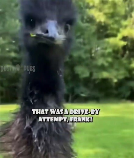 “THEY’RE COMING FOR THE EGGS!” (Emu meme)