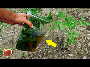 BEST ORGANIC FERTILIZER EVER ! Extremely high levels of nitrogen !