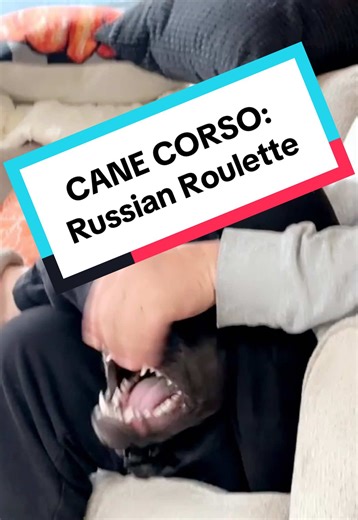 Cane Corso: A Daily Challenge with Our Playful Pup