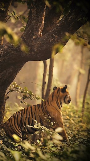 The Tree Hugger 🌳🐅- During my recent visit to Pilibhit, I was fortunate to witness this fascinating behavior up close. A dominant male tiger, S3….known for his regal presence, was establishing his territory with his unique “tree-hugging” ritual. Watching this magnificent creature leave his mark was an unforgettable experience. Truly blessed and grateful 🙏🏻The Legend S3 from the Terai, Pilibhit Shot on Nikon Z9 & Z 400mm f2.8.#pilibhit #tiger #nikonz9 #pilibhittigerreserve #explore #wildanima
