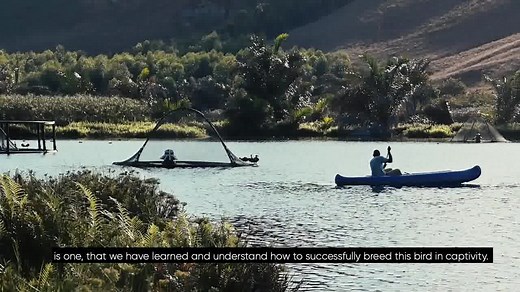 🦆 For 15 years, the Madagascar pochard was believed to be extinct. However, since they were rediscovered in 2006, the race has been on to save the world's rarest duck from extinction. 🌱 We are working alongside local communities and partner organisations to restore the pochard to Madagascar's wetlands. 💚 A donation from you will help continue the hands-on conservation work critical to saving species in Madagascar. 👇 https://www.justgiving.com/campaign/madagascarwildlife ⭐️ Stay tuned as we h