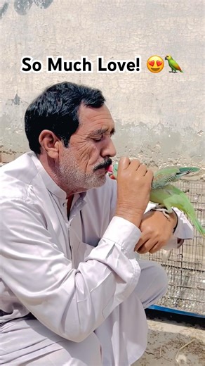 Cute Parrot Shows Love with Sweet Kisses 🦜❤️