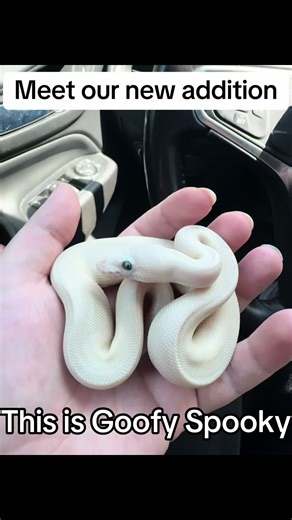 Thank you so much IDEAL BOAS!! Meet our new addition Goofy Spooky. As named by my son! This beautiful snake is a Blue Eyed Lucy Ball Python #belballpython #newadditions #inlove #IDEALBOAS