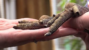 While he isn't quite ready to join his friends back in the wild, Kiwi Taranaki's remarkable road to recovery has reached a milestone and he's one foot closer thanks to our team at Wildbase. Department of Conservation | Massey University - Te Kunenga ki Pūrehuroa