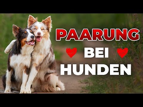 Paarung bei Hunden: Wissenswertes zu Fortpflanzung und Trächtigkeit