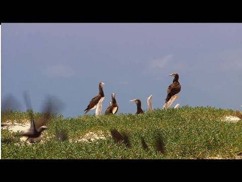 Windows 7 sample video (wildlife)