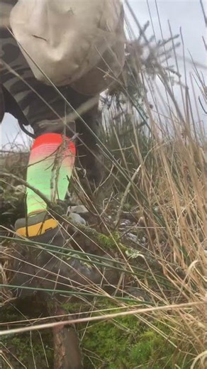 Forestry worker tree planting Scottish woodland wild nature view
