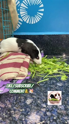 Video 44 Oreo&Brownie🐹 || eating lattus #guineapig #OreoBrownie33#oreoandbrownie#shorts #ytshorts