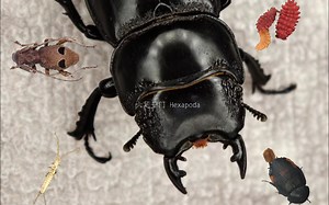 六足亚门 Hexapoda