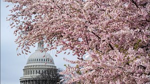 Here's what we know about when cherry blossoms may bloom at the Tidal Basin