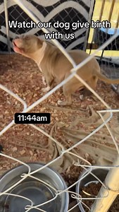 4.1K views · 78 reactions | This video contains real-life footage of a dog giving birth. Viewer discretion is advised. The content is intended for educational and informational purposes only. If your pet is pregnant or experiencing complications, please contact a licensed veterinarian immediately. #reels #reelsinstagram #labor #doglabor #puppies #birth #dogbirth | DeErika Miles | Facebook