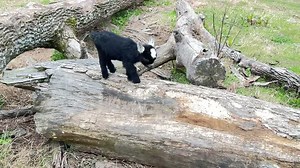 1.1K views | Baby Pygmy Goats Explore #pygmygoat #goat #baby #cute #farming #beautiful #tennessee | Golden Retriever Puppy | Facebook