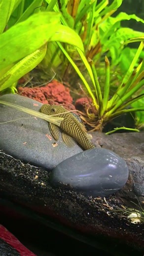 Rubber Lip Pleco , small Pleco ,community tank fresh water aquarium