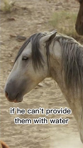 :donkeys fight for dominance| wild animal power struggle #shorts #viral #nature