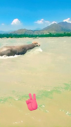 Majestic Brown Elephant Playing in Water