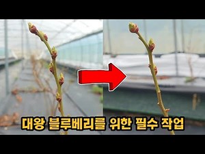 대왕 블루베리 수확을 위한 꽃눈 솎기, 꽃눈 전정 작업 방법