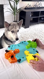 62K views · 1.2K reactions | Hungry, hungry Husky! | 2Husketeers | Facebook