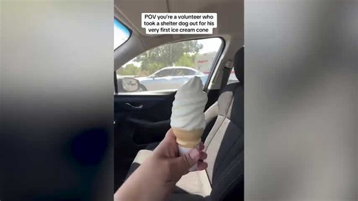 Shelter Husky Tries Ice Cream for First Time—His Face Says It All