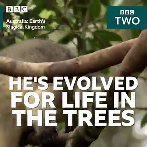 15K views · 116 reactions | This tree kangaroo is finding it hard to grow up and leave his mum behind!  | BBC Two | Facebook