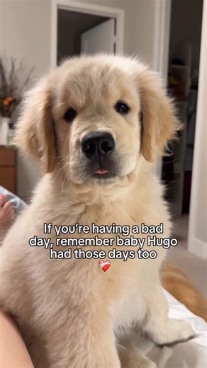 Mooo Moooiii | Sad ? Watch Hugo 🥺🐾 | Instagram