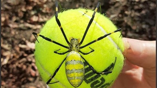 Everybody's talking about joro spiders. They're here in SC and the Upstate: Should we be afraid?