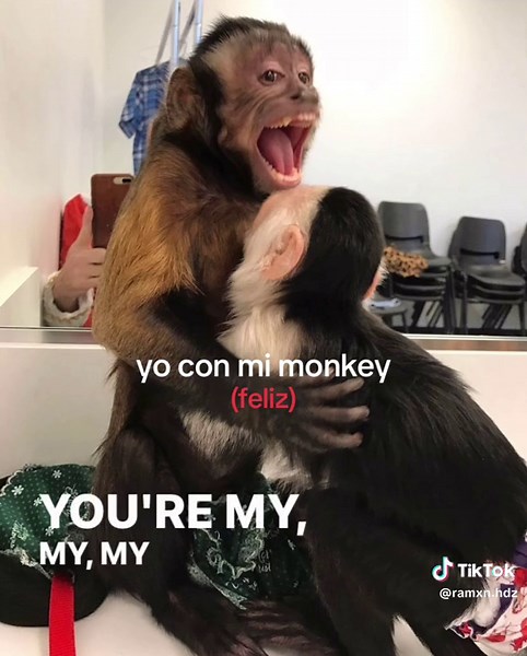 Cute Monkey Couple Video to Share with Loved Ones