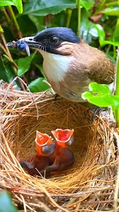 Beautiful bird feeding her baby bird live video .wildlife captured ..live love 🦜🥰🐥 #viral #trending #birds #reels #nature #instagram #wildlifephotography #wildlife #trend #wildlifelover | Birds Beauty