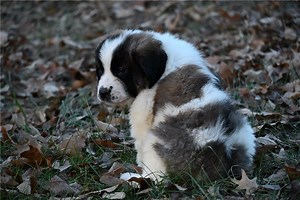 Carter - Saint Bernard Puppy 09DBEB