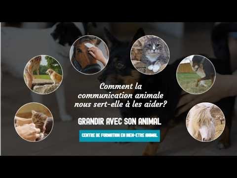 Comment la communication animale nous permet de les aider?