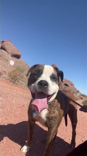 Video of adoptable pet named Bobby (Courtesy post)