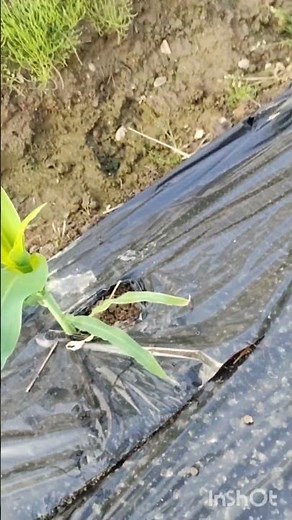 とうもろこしの肥料やり方「草丈50cm（膝丈）頃」と「雄穂（上の花）が出た頃」