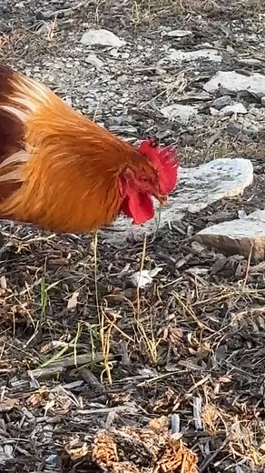 Surprising Chicken Eats Mouse in Hilarious Moment