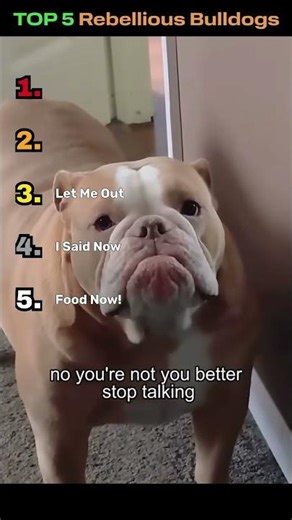 TOP 5 Rebellious Bulldogs Throwing Tantrums 🐶