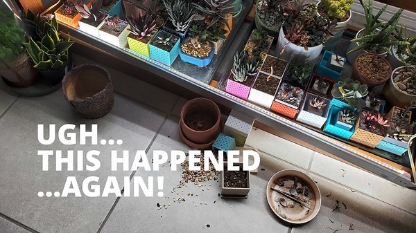 Common Indoor Succulent Problems You Need to Know