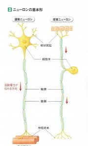 神経系と神経細胞