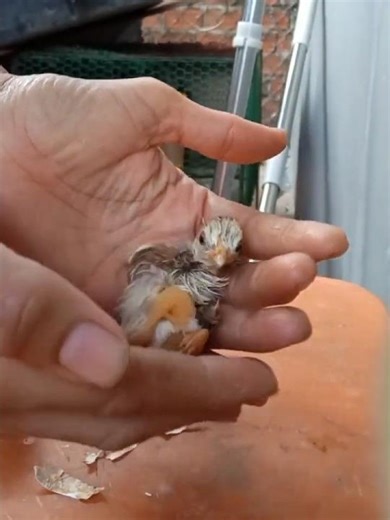 Baby Chicken First Days of Life #chickens #farming #adorable