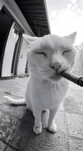 asmr cat smoking vids