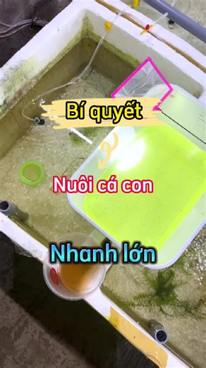 Bí Quyết Nuôi Cá Con Nhanh Lớn | Cách Nuôi Cá 7 Màu Đúng Cách