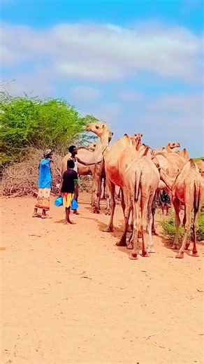 Suleiman abdi (@suleiman.abdi)’s videos with original sound - Aarka Media🎶