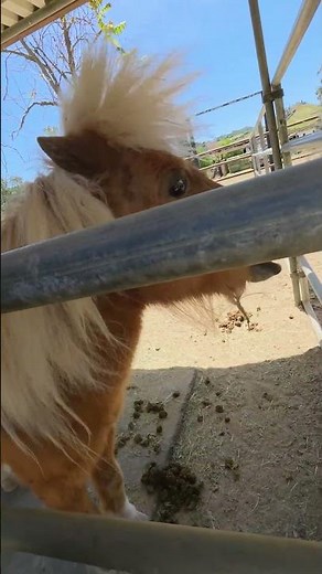 My Mini Pony Friend & White Horse in Malibu 🐴💙 5 Years of Friendship