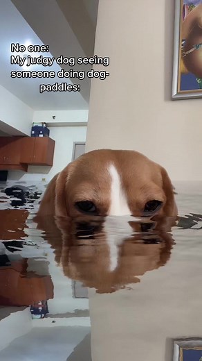 Learn how to swim with your beagle this summer!