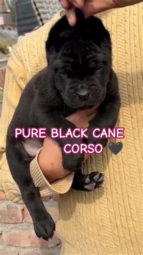 Black Cane Corso Puppy for Sale 😍 | Future Beast Alert 🖤🐶